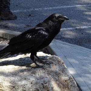 Carrion Crow