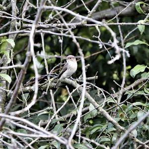 Spotted Flycatcher