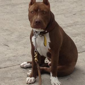 Unknown Breed