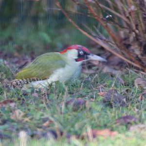 Eurasian Green Woodpecker