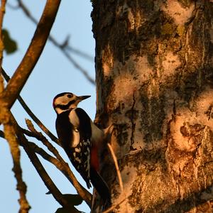 Great Spotted Woodpecker