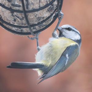 Blue Tit