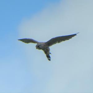 Common Kestrel