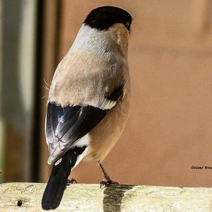 Eurasian Bullfinch