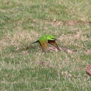 Little Green Bee-eater