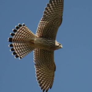 Common Kestrel