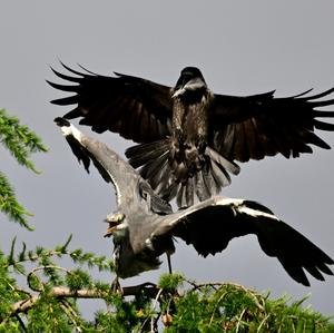 Grey Heron