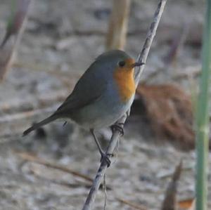 European Robin