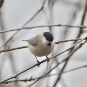 Marsh Tit