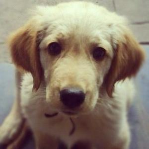 Retriever (Golden)