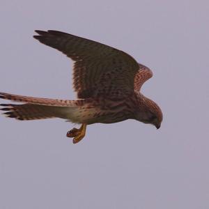 Common Kestrel