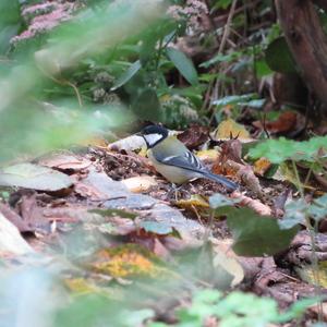 Great Tit