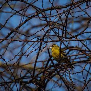 Yellowhammer