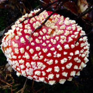 Fly Agaric