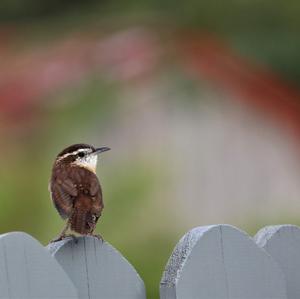 Carolina Wren