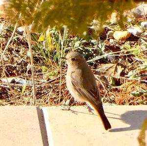 Black Redstart