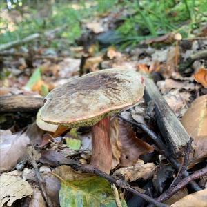 Red-cracked Bolete