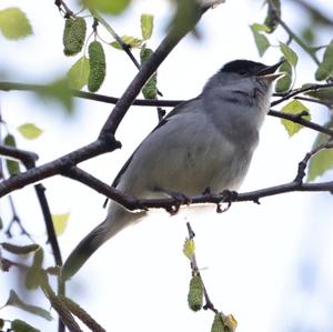 Blackcap