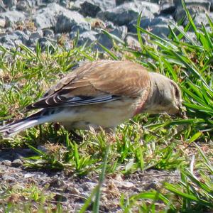 Eurasian Linnet