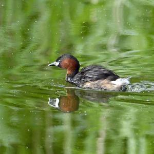 Little Grebe