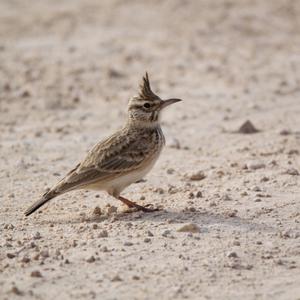 Thekla Lark