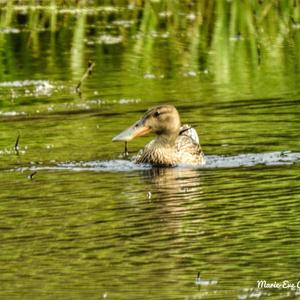 Northern Shoveler