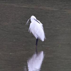 Seidenreiher