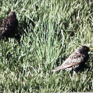 Common Starling