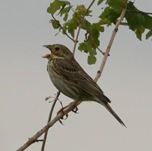 Corn Bunting