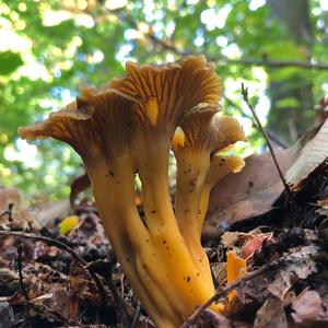 Trumpet Chanterelle