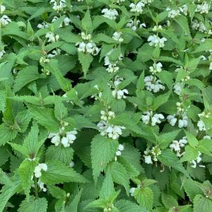 White Deadnettle