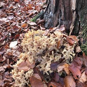 Eastern Cauliflower Mushroom