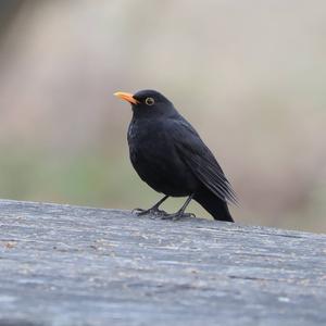 Eurasian Blackbird