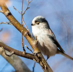 Long-tailed Tit