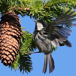 Coal Tit