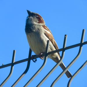 House Sparrow