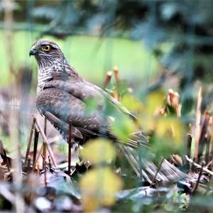 Northern Goshawk