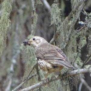 Fieldfare