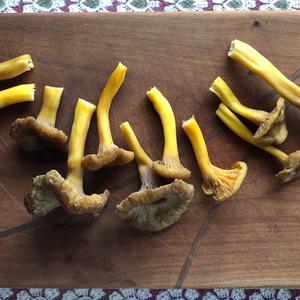 Trumpet Chanterelle