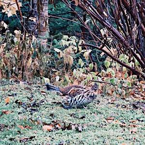 Ruffed Grouse