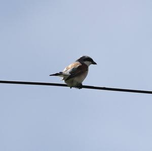 Red-backed Shrike