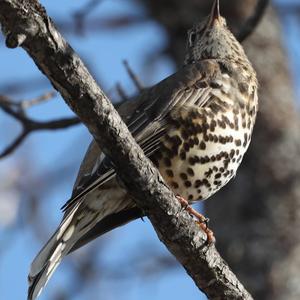 Mistle Thrush