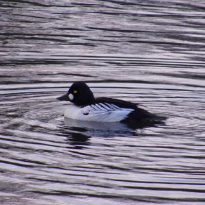 Common Goldeneye