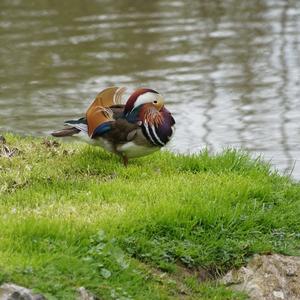 Mandarin Duck