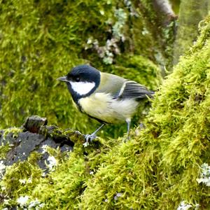 Great Tit