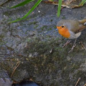 European Robin