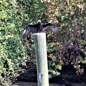 Black Vulture