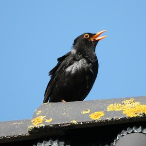 Eurasian Blackbird