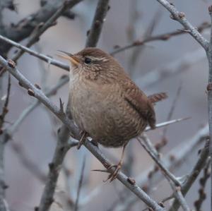 Winter Wren