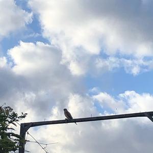 Common Kestrel